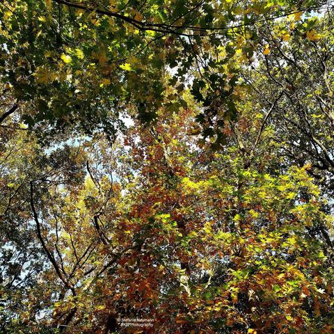 View into various backlit, autumnal tree canopies.