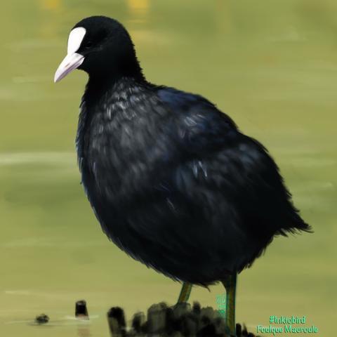 Dessin d’une foulque macroule (poule d’eau au plumage gris très foncé,  avec un bec et une plaque frontale blancs) debout sur un petit monticule, au milieu d’une étendue d’eau verdâtre.