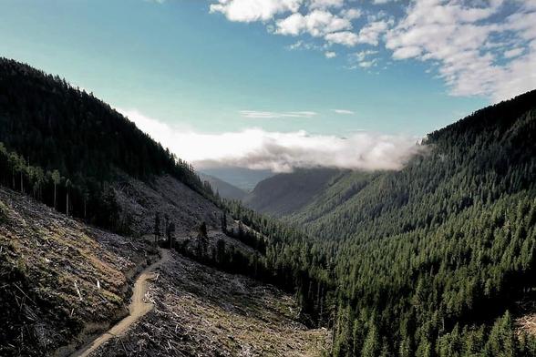 A large mountain valley with clearcuts on the left. Old growth forests on the right.