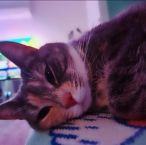 Lilith, a grey kitten with white and peach stripes. She's curled up on the edge of the sofa, falling asleep