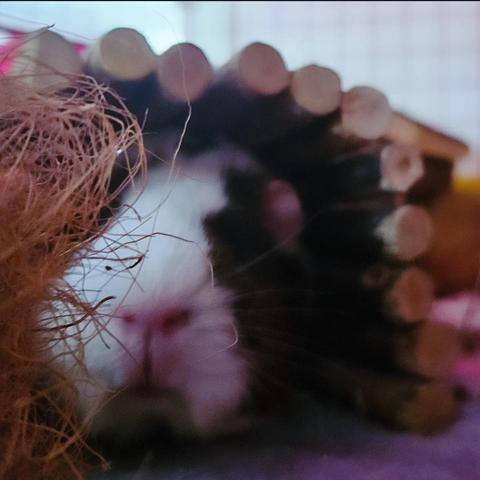 Pikelet, a pretty brown and white guinea pig. She's hiding under her wooden bridge and behind a coconut fibre ball