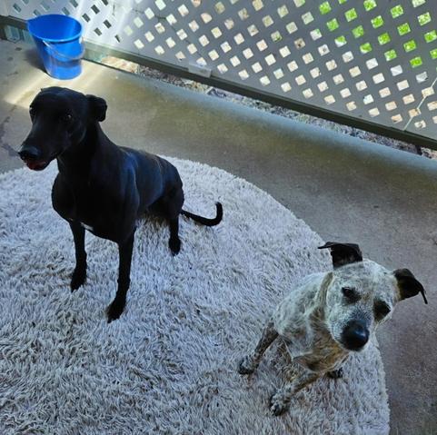Mia, a grey spotty dog, and Poppy, a black greyhound. They're both sitting down next to each other on a rug at the back door, and waiting for a treat.
