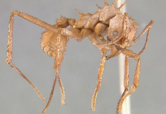 Macrofotografia in primo piano di formica tagliafoglie realizzata in ambiente scientifico, con macchie bianche visibili sull'esoscheletro marrone. La sua posa plastica suggerisce un senso d'aggressività latente.