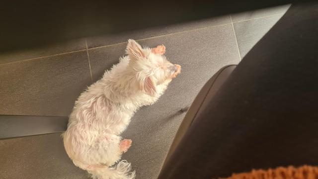 A small white dog laying next to me, the photo is taken downward between the table and my leg