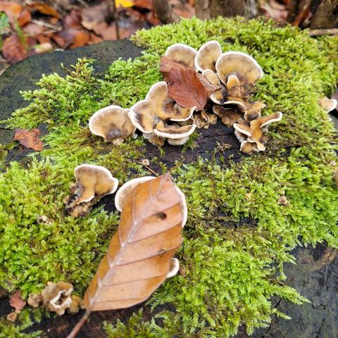 Auf der bemoosten Fläche des Baumstumpfs Pilze und ein längliches braunes Buchenblatt