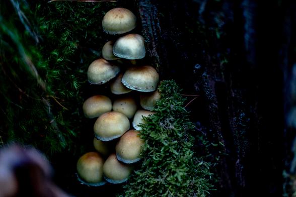 Reguitzell de bolets al peu d'un arbre a l'obaga d'un bosc a la Vall de Ribes.