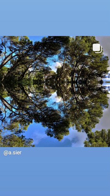 (instagram preview of blue background with central photo of wind bent trees reflected in fractal pond)

An arrow flies, a point defined,
In endless math, no edge, no bind.
The tree expands, yet stays the same,
A whispered truth without a name.

One pattern, one truth,
swift as an arrow—
the fractal tree,
infinite, narrow.

The roots are deep in logic's ground,
Where zero sleeps without a sound.
From this still point, the numbers rise,
Reaching up to touch the skies.

A fractal tree, both swift and still,
Numbers bloom on branch and will.
Roots entwined in quiet ground,
Leaves of light without a sound.

In silence it grows,
a tree of math,
fractals unfolding—
infinite path.