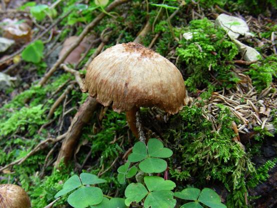 picture of a brown mushroom with the toxin muscarine in the forest