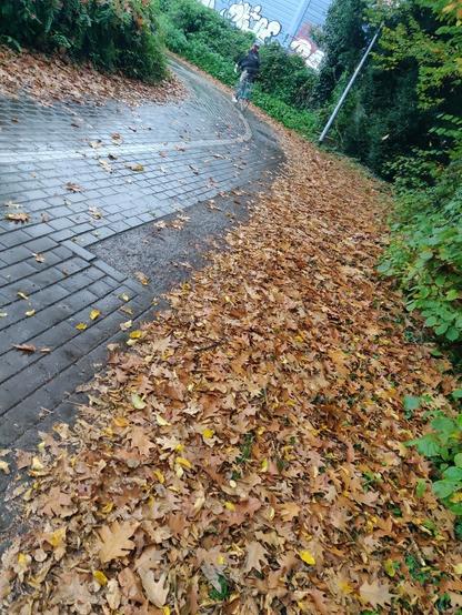 Nasse Fahrbahn mit viel Laub in einer Linkskurve.