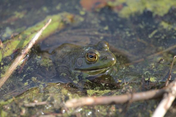A juvenile bullfrog, green in color, sits with its head above the water in a shallow pool of water. Some bright green algae can be seen on the surface of the water and on a stick behind the frog. The frog has shiny cooper eyes.