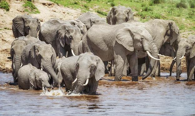 A herd of elephants of all sizes/ages start to cross a river in Kenya.