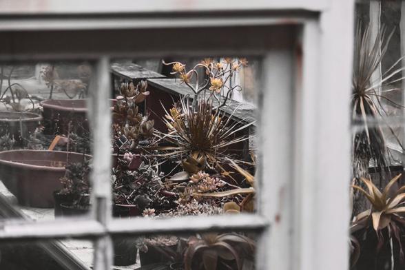 Ein größtenteils schwarzweißes Foto, das von draußen durch das offene Sprossenfenster eines alten Gewächshauses gemacht ist. Drinnen stehen auf einem Tisch verschiedene Pflanzen, zum Teil Sukkulenten. Bunt erscheinen nur die grünen Teile des Bildes, also hauptsächlich die Blätter der Pflanzen.