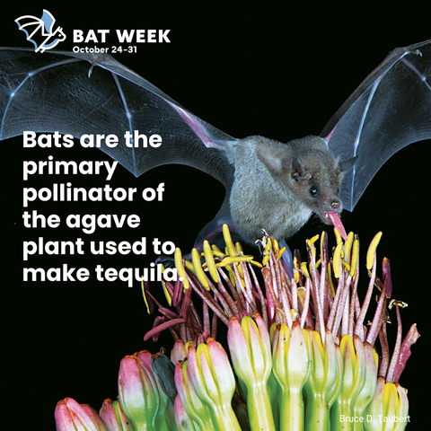 A lesser long-nosed bat using its tongue to pollinate an agave plant. Text reads "Bat Week October 24-31. Bats are the primary pollinator of the agave plant used to make tequila."