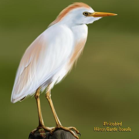 Dessin d’un héron garde-boeufs en plumage nuptial (plumage blanc avec des taches rousses sur la gorge et le dos, et une crête rousse), debout sur un poteau, tourné vers la droite.