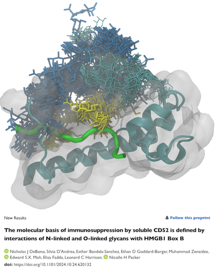 Graphical representation of the 3D model of the complex between CD52 (green) O-glycosylated (yellow) and N-glycosylated (blue) to HMGB1 BoxB (cyan cartoons and white transparent surface) also N-glycosylated (thinner cyan sticks). Title of the paper below with authors list: 

New Results A Follow this preprint The molecular basis of immunosuppression by soluble CD52 is defined by interactions of N-linked and O-linked glycans with HMGB1 Box B by Nicholas  DeBono, Silvia D'Andrea, Esther Bandala-Sanchez, Ethan D Goddard-Borger, Muhammad Zenaidee, Edward S.X. Mo, Elisa Fadda, Leonard C Harrison, Nicolle H Packer doi: https://doi.org/10.1101/2024.10.24.620132
