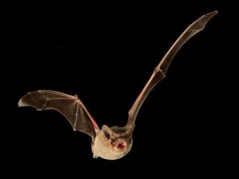 l-animal-le-plus-rapide-du-monde-est-une-chauve-souris-bresilienne