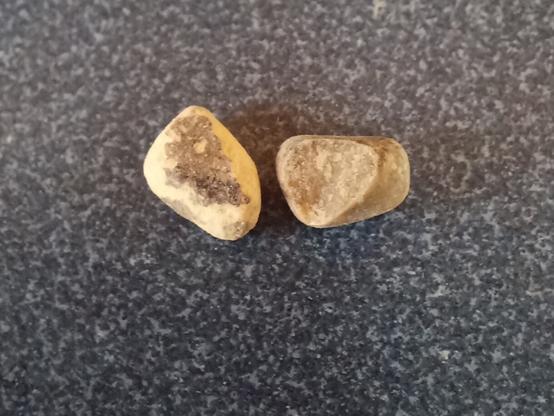 Two small, irregularly shaped pebbles on a blue kitchen counter. Approximately split-pea colored, matching the tan peas and about that size.