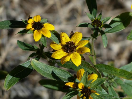 Species of wild sunflowers.

Sturdy and bright yellow flowers with furry seeming brown middles and long leaves growing in a small bush.