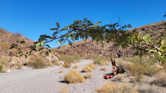 A tree branch and a rocky wash