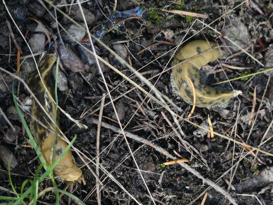 Pair of banana slugs. You would not believe how many banana slugs on these hot days, but they know where the water is.

Big yellow slugs with dark spots sit in the dirt with pine needles resting over them. Some slime is visible off the back of the left one, which is stretched out and moving. The right is curled into a U. The dirt below is dark with moisture.