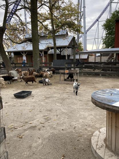 Photograph of a petting zoo with a goats of various sizes.