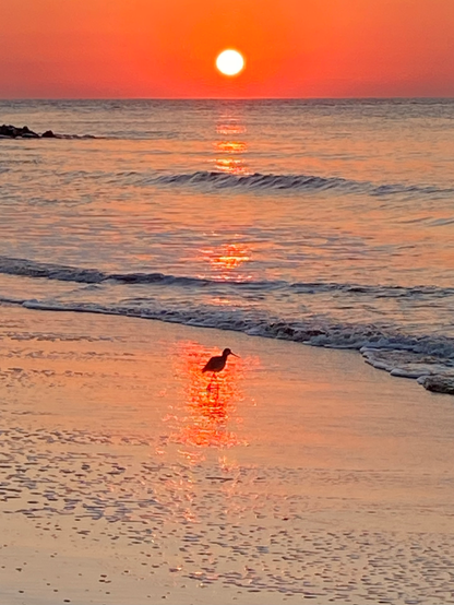 Color image of sunrise, Edisto Island, Edisto Beach, South Carolina, USA. Image shows a seabird on the sand as the sun rises, an orange ball just above the horizon of the Atlantic Ocean.