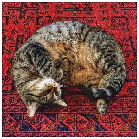 A sleeping tabby cat curled up on a colorful red rug