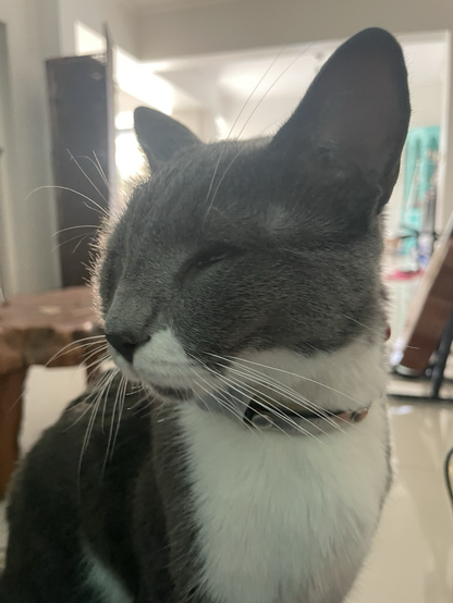 A blind gray and white cat in closeup. Backlit showing off his white whiskers