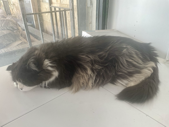 A floofu tuxie cat asleep on a table in an extremely relaxed pose