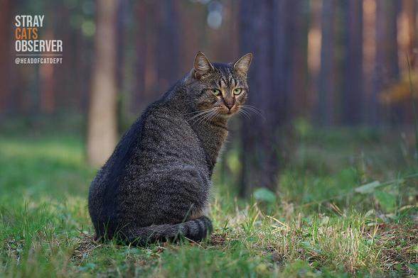 A tabby cat sits in an evening autumn forest and looks at us over his shoulder