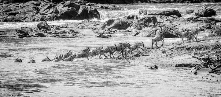 A line of wildebeest crossing a rocky river in Kenya. Some have emerged from the far side of the river, some are still emerging, and some are still swimming. Processed in black and white.