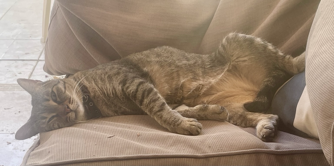 A brown tabby lying on her side with her back legs spread open pornographically