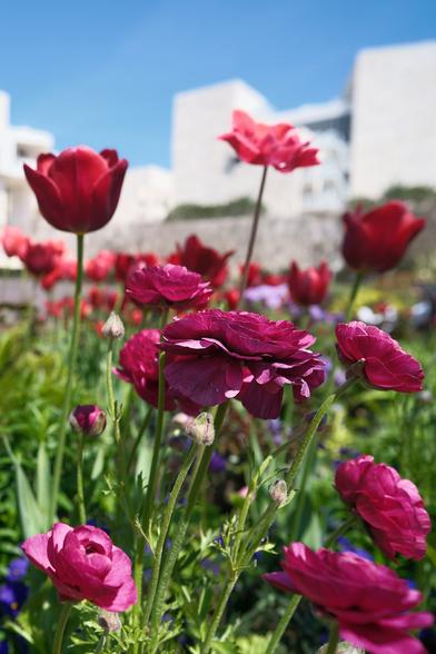 Dark red roses in front of some white buildings.