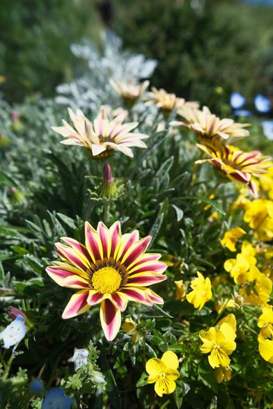 Red and yellow flowers among greenery.