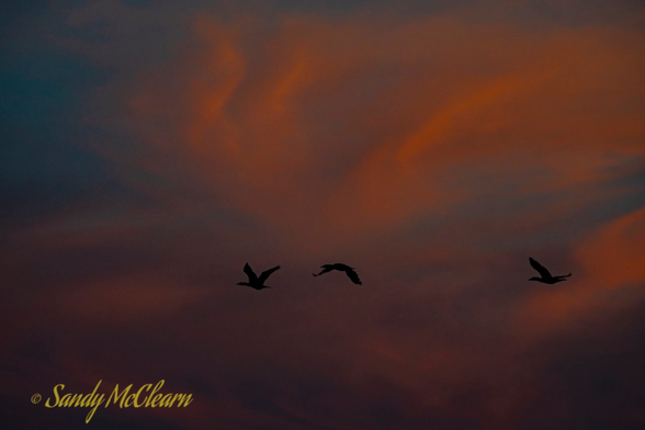 Cormorants in silhouette flying against orange clouds at dusk.