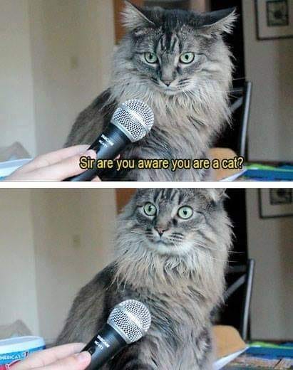 *Fluffy cat being interviewed by human with microphone*
Caption: “Sir, are you aware you’re a cat?”
*cat very startled*

via: cheezburger/AmyBrown