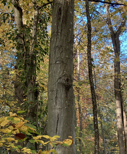 A tree trunk above eye level with markings that make it look like he is saying the caption.