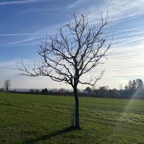 Square photo of a single leafless little tree on a green meadow. The sky is blue with some cirrostrati, and the sunlight is coming from the right.