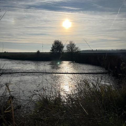 Square photo taken against the sun on an autumn afternoon. A large emptied fish pond can be seen, and the sun is glistening on the muddy surface. There is tall grass in the foreground, two trees in the background on the opposite side of the pond, and the sky is blue with cirrostrati.