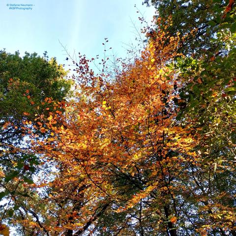 An autumnal beech canopy.