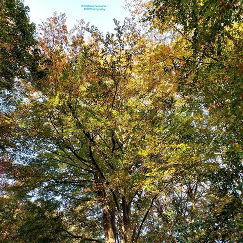 An autumnal beech canopy.