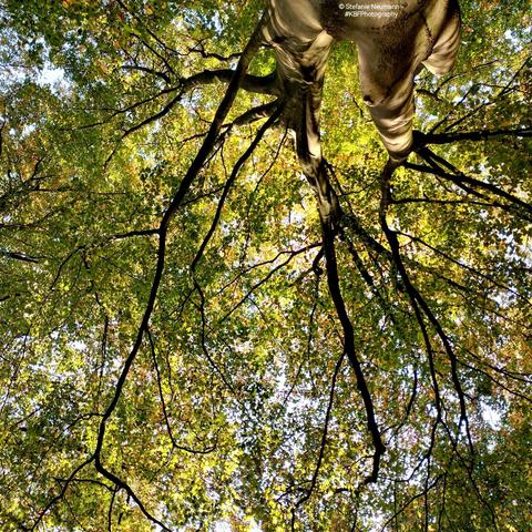 An autumnal beech canopy.