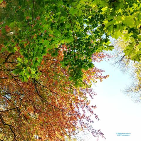 An autumnal beech canopy.