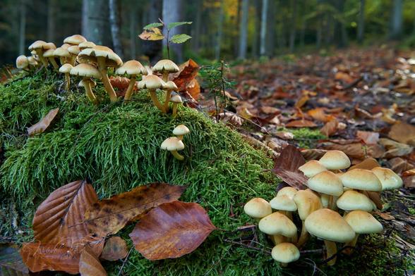In the lower left corner of the photo is a tree stump entirely covered with moss. Two groups of fungi grow from this stump (Sulphur tuft). One on top of the stump and the other on the right side at the bottom. At the foot of the stump are a few rust-brown beech leaves. Behind the stump, the entire forest floor is covered with orange-brown autumn leaves. At the top of the frame, the out-of-focus lower parts of the forest trunks are visible.