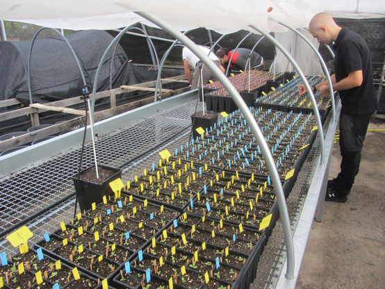 Greenhouse experiment, Anthyllis cytisoides