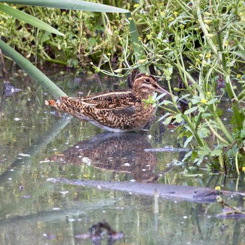 Snipe