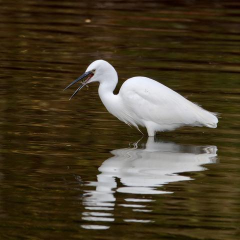 Little Egret with Stickleback