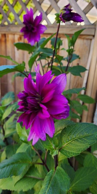 Purple dahlia flowers in our backyard gardens