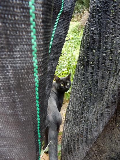 Looking through a crack in a black tarp with a black cat looking over it's back at the camera.