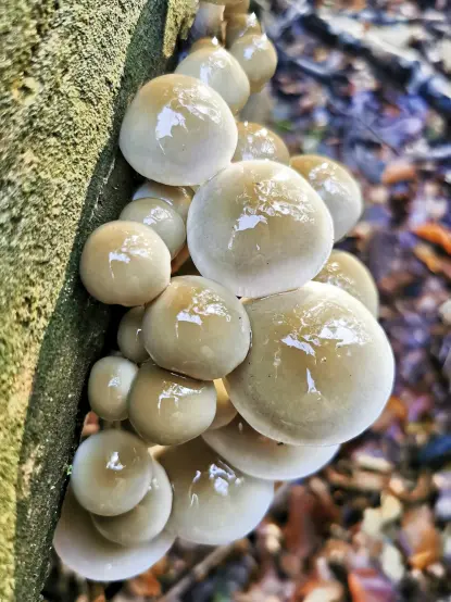 Das Foto zeigt im Hochformat eine Gruppe junger und frischer Pilze (Buchenschleimrüblinge), die an einem auf dem Waldboden liegenden Buchenstamm wachsen. Die Pilze sind hellbeige und glänzen durch ihren schleimigen Überzug im Licht, als seien sie lackiert.